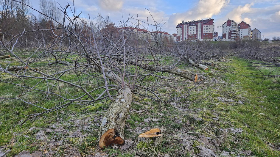 Ze ''starych sadów'' wycięto drzewa