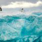 Penguins on the iceberg