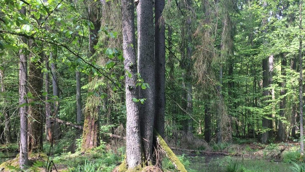 Puszcza Białowieska