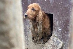 Skrajnie zaniedbany spaniel trzymany w błocie i odchodach