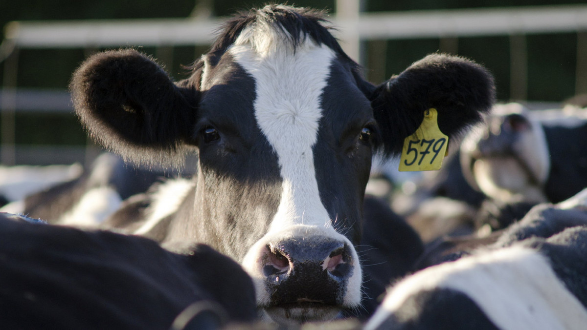 Wielkopolskie: krowy padły z pragnienia? Prokuratura wyjaśnia