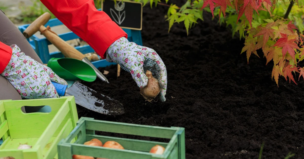 Zakop w ogrodzie w listopadzie, a wiosną zakwitnie mnóstwo kwiatów, które zamienią zwykłą grządkę w morze kolorów