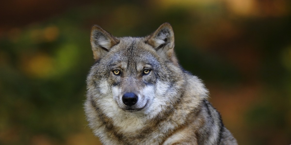 Krwawy horror w zoo. Wilki rozszarpały kobietę! 