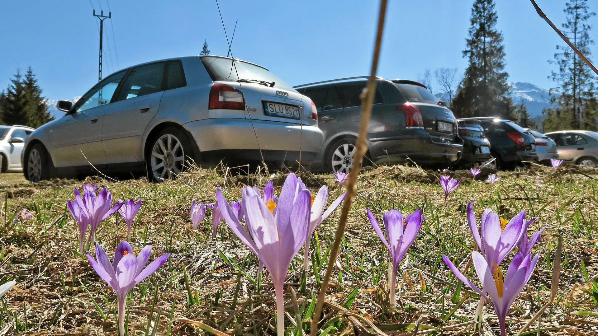 Depczą krokusy, żeby zrobić lepsze fotki. Turyści w Tatrach znów się nie popisali