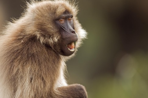 GELADA BABOON