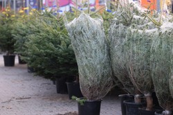 Jak sprawdzić, czy choinka jest świeża? Te triki warto znać przed zakupem