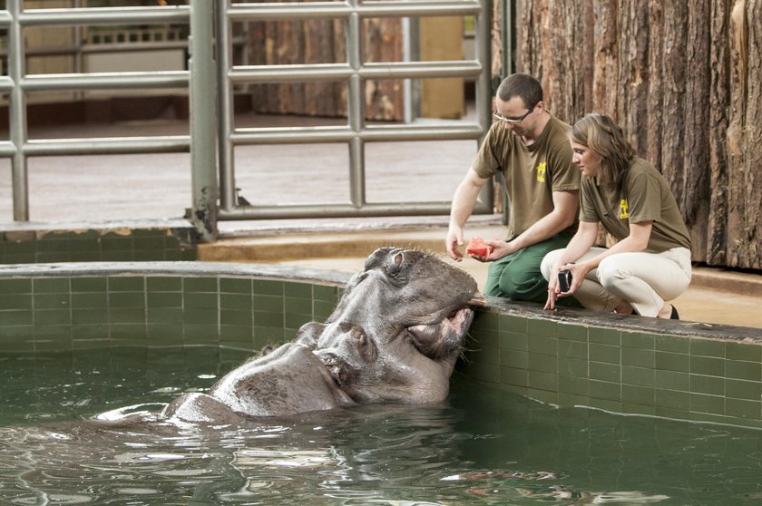 Hipolit był maskotką zoo