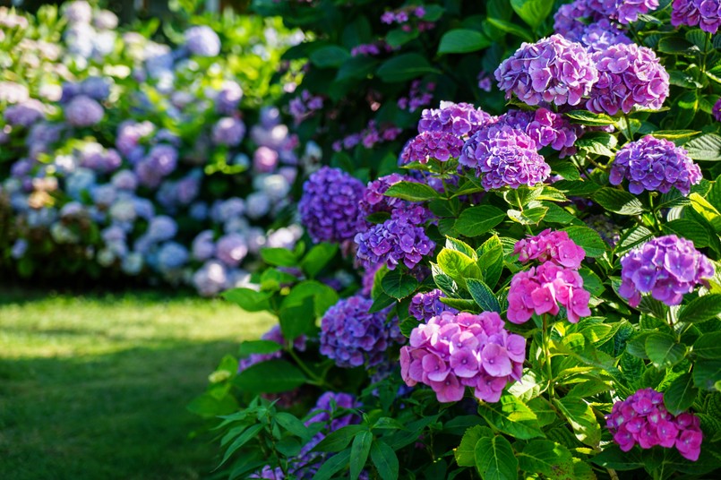 Hortensja ogrodowa bukietowa Hydrangea,Garden,In,Maishima,,Osaka