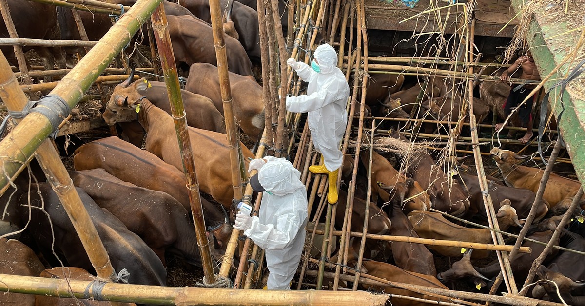 Do Polski dotrze groźny wirus? Minister ogłasza "nadzwyczajną mobilizację"