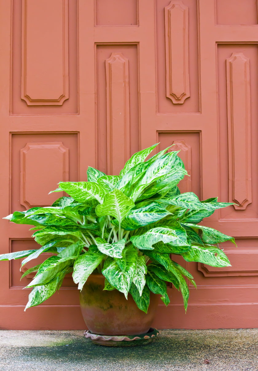 Aglaonema