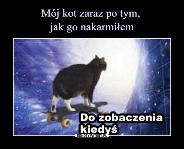 Międzynarodowy Dzień Kota