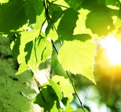 Herbata z liści tego drzewa działa cuda. To rewelacyjny spalacz tłuszczu