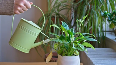 Zanurz w wodzie i podlej rośliny. Będą rosły jak na drożdżach