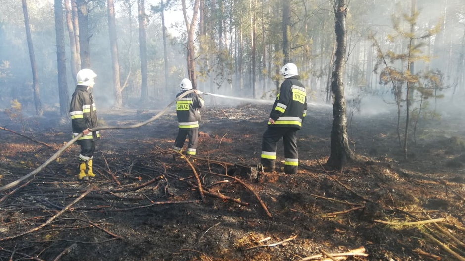 Pożar lasu w powiecie wieluńskim