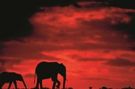 Silhouettes of Africa