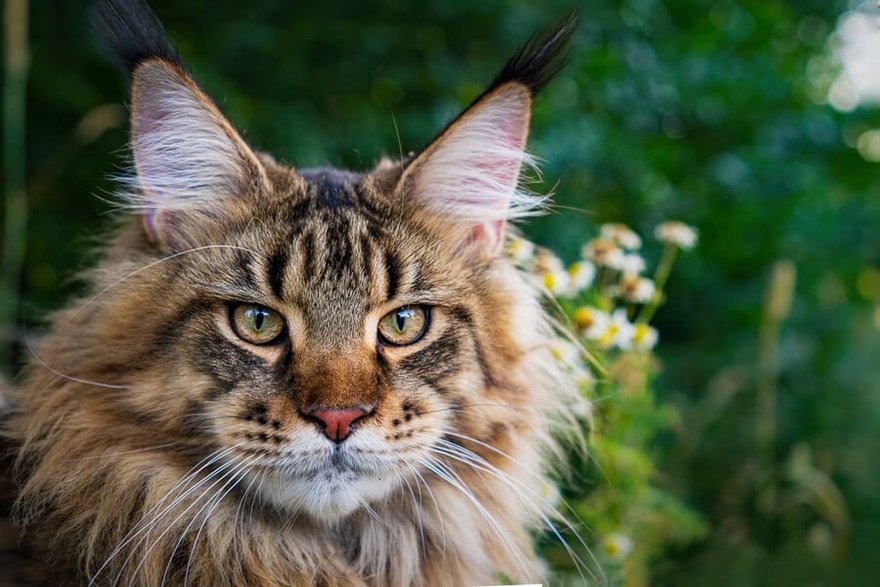 Maine coon©Shutterstock