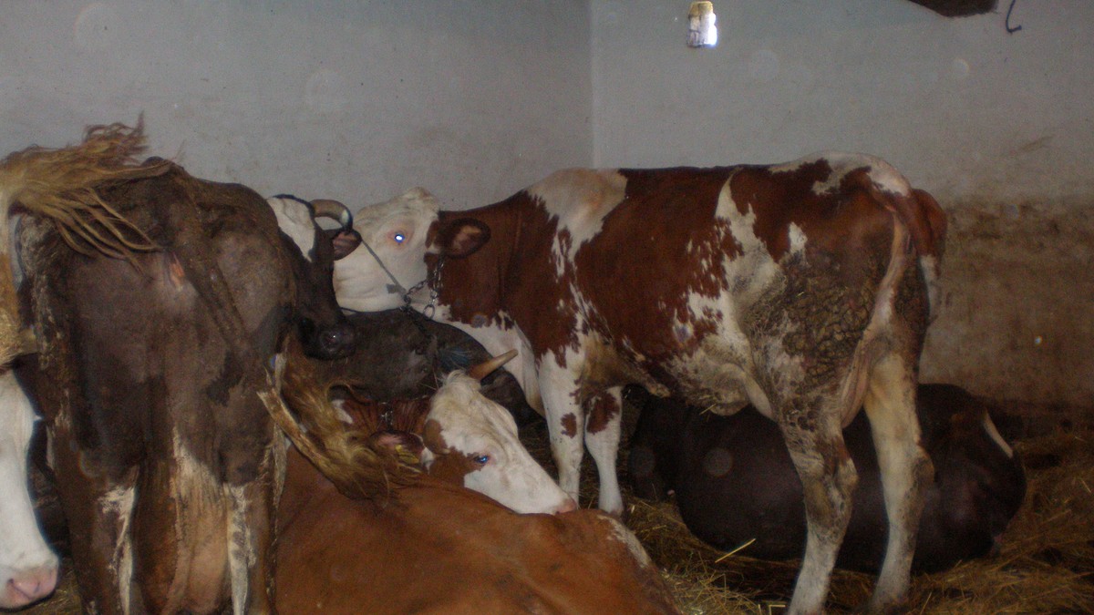 (UZNEMIRUJUĆE FOTOGRAFIJE) Sneg srušio krov štale, STRADALA SVA STOKA! Porodica Hadžić u trenu ostala bez prihoda, mole za pomoć