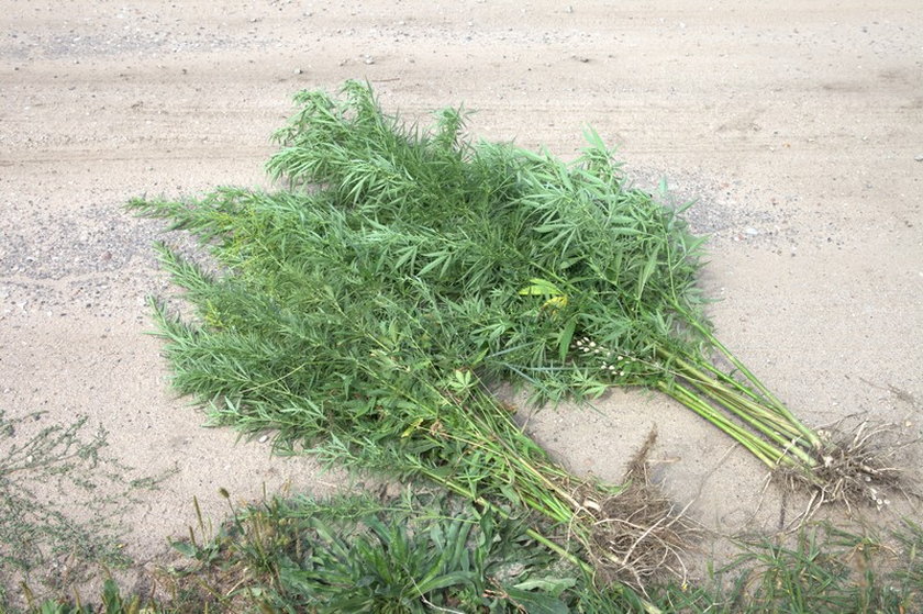 Zlikwidowano plantację marihuany na poligonie w Biedrusku