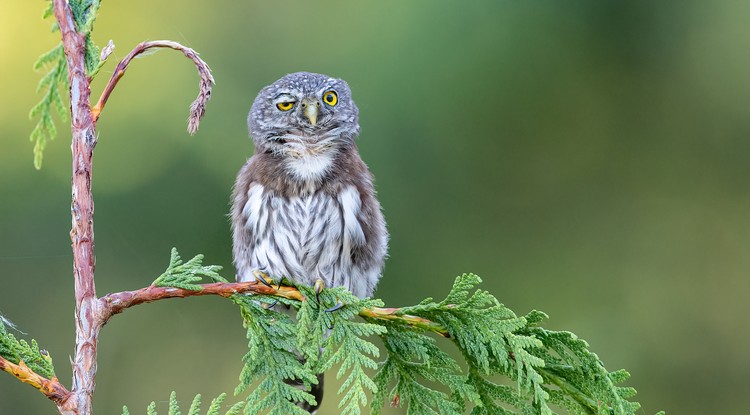 Comedy Wildlife Photography Awards