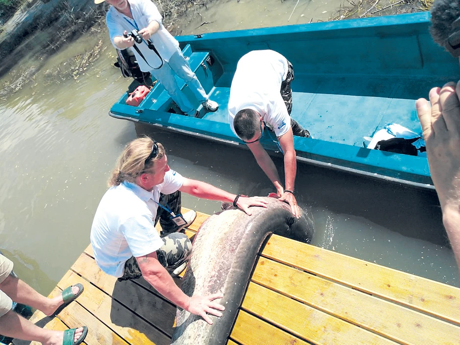 Svi su ostali zatečeni veličinom ribe