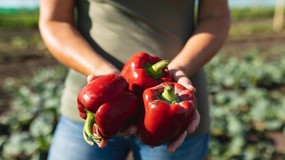 Niektórzy rolnicy zapłacą podatek od samozbiorów. Zaskakująca odpowiedź Ministerstwa Finansów
