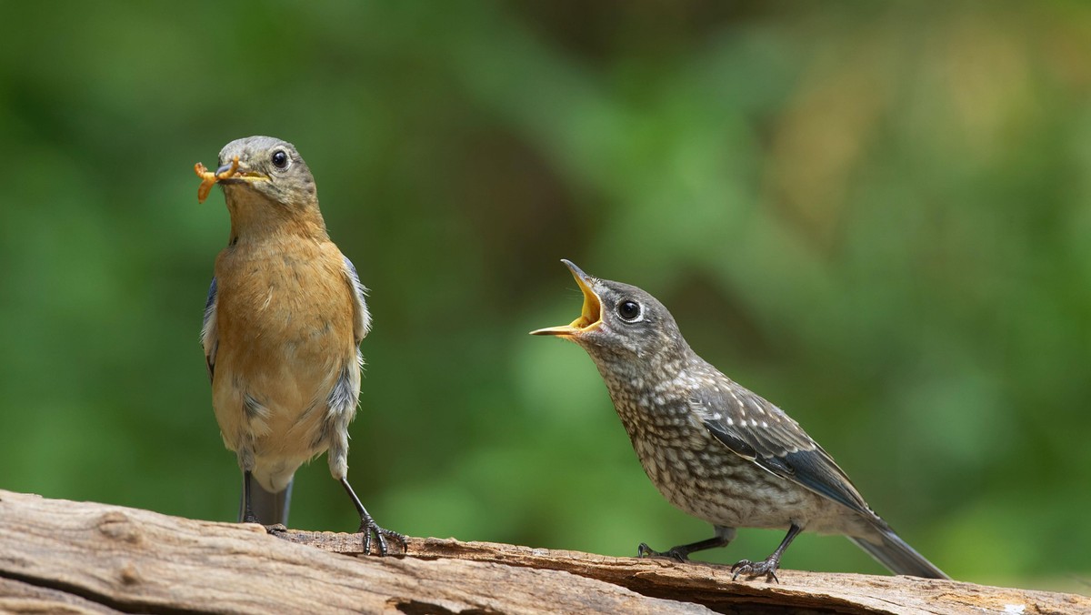 Eastern Bluebird and Chick