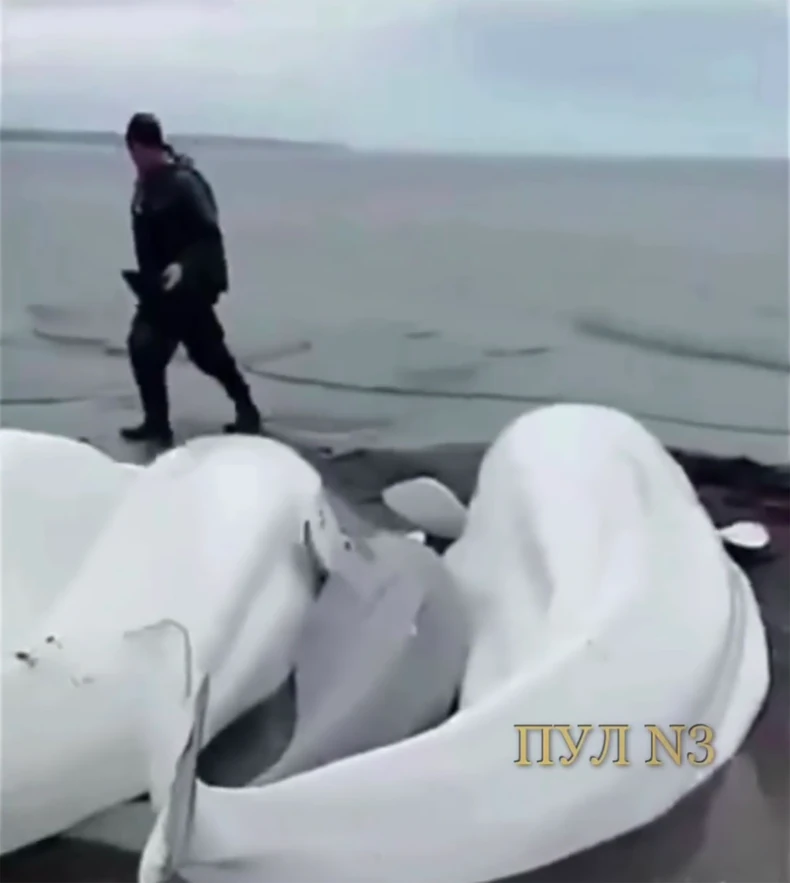 Beluga kitovi se nasukali u Rusiji nakon zemljotresa