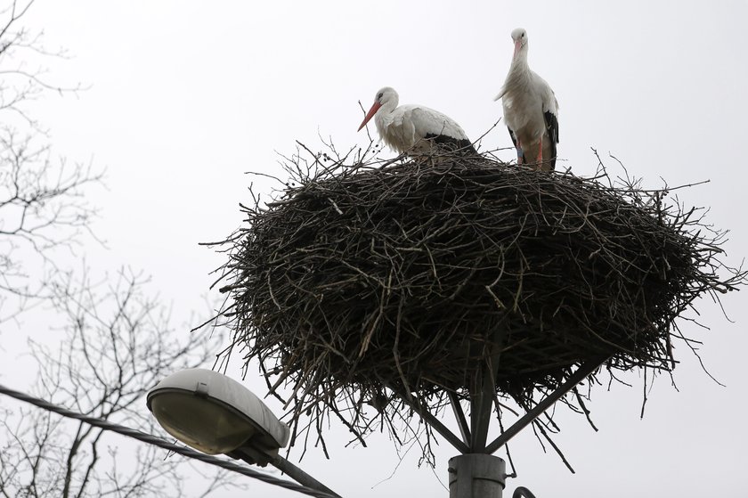 Para bocianów wróciła do Katowic