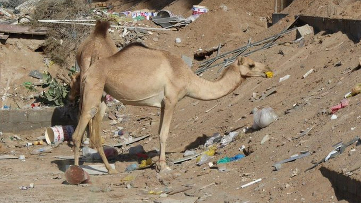 Dubaj. Wielbłądy umierały po zjedzeniu plastiku na pustyni 