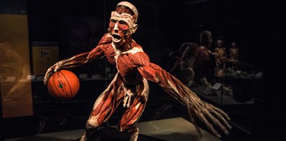 Wystawa Body Worlds w Łodzi. Zobacz jak wygląda ludzkie ciało