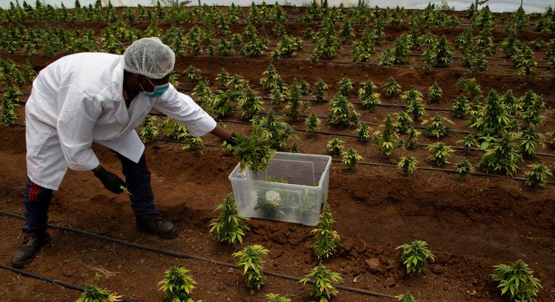 In this photo taken Thursday, Dec. 12, 2019 cannabis plants are harvested in a hothouse at Hennops, near Johannesburg, South Africa. Now that South Africa's courts have relaxed laws against marijuana, the country's cannabis production is poised to become a multi-bullion dollar business. (AP Photo/Denis Farrell)