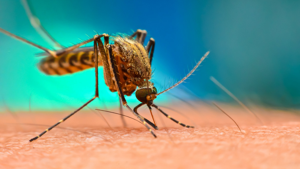 Plaga komarów. Wiemy, dlaczego najwięcej jest ich w miastach