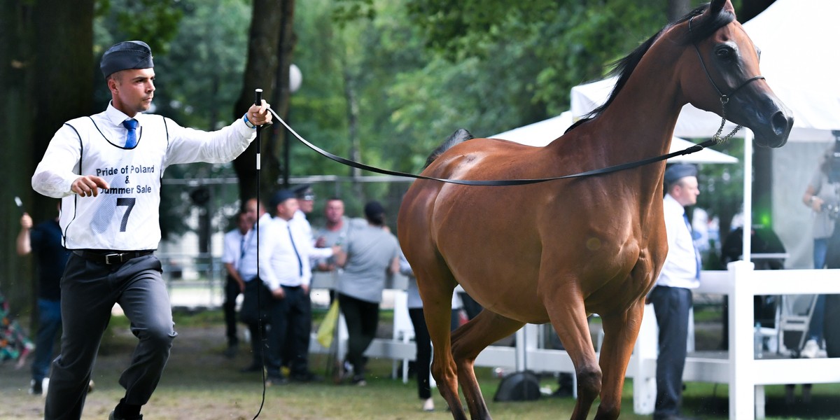 Klacz Esmeraldia sprzedana za 400 tysięcy euro na aukcji Pride of Poland.