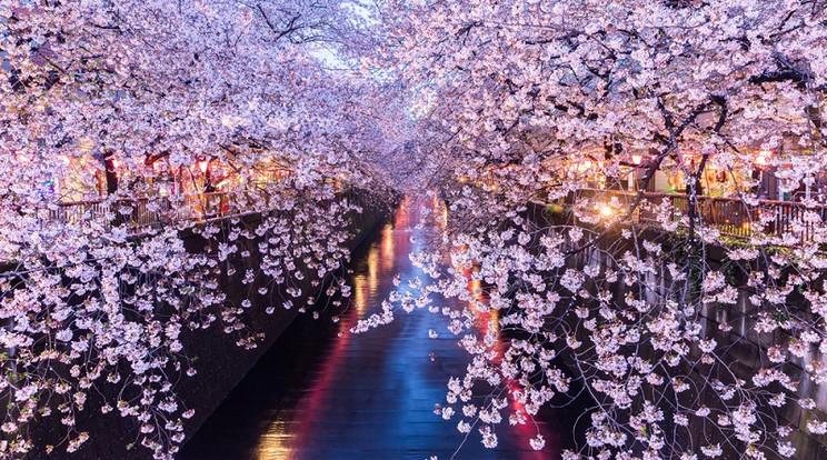 A cseresznyevirágot Japánban legendás vallási kultusz övezi