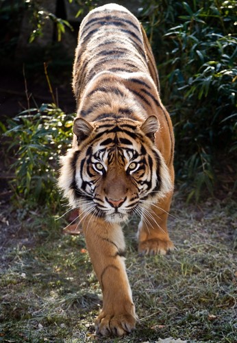 Tygrys sumatrzański