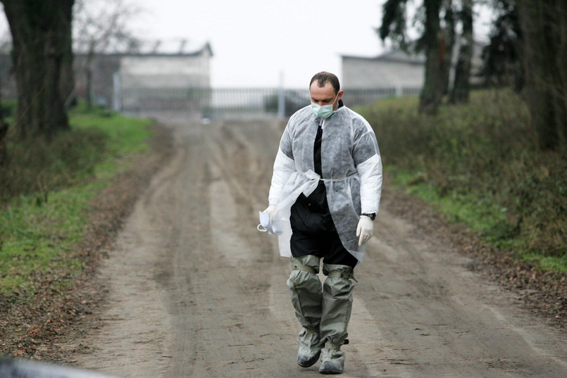 Ogniska ptasiej grypy pod Płockiem