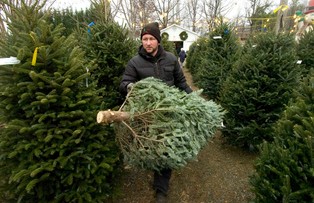 Ściągnij choinkę z internetu