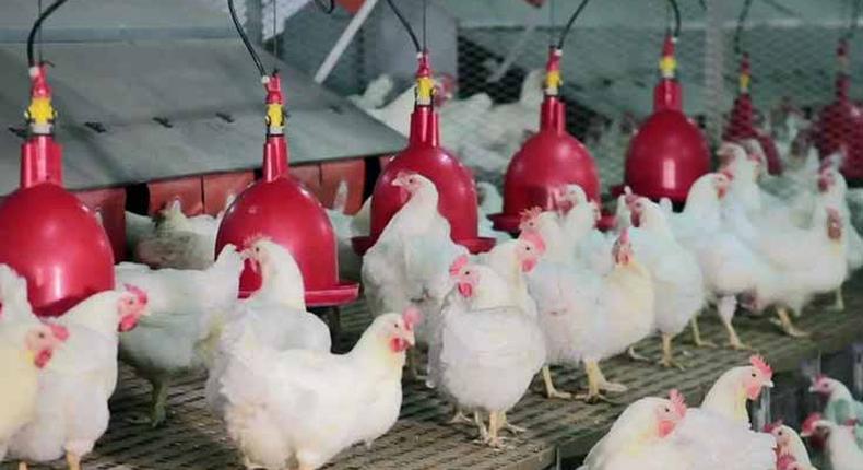 Projets-aviculture-poulet-poussin-chair-production-entreprenariat-developpement-economie-import-export-secteur-agriculture-emploi-financement-