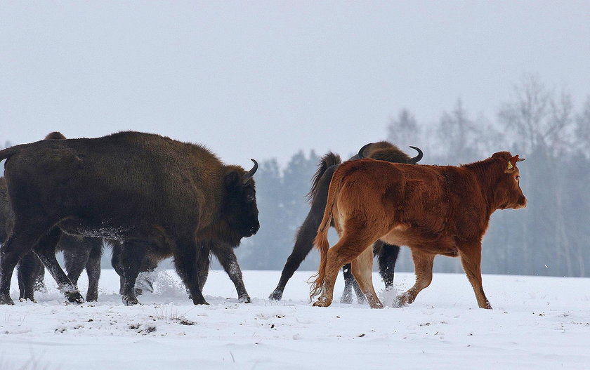 Krowa na gigancie zagraża żubrom