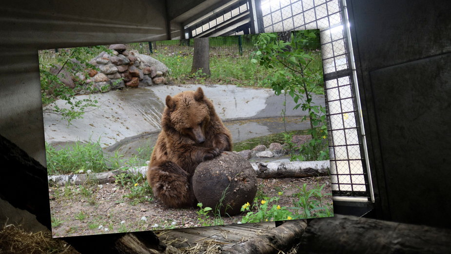 Jedna z niedźwiedzic, które dotarły do zoo w Poznaniu. W tle poznańska niedźwiedziarnia