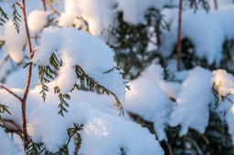 w styczniu wykonaj ten zabieg na tujach. wiosną odwdzięczą się pięknym wyglądem