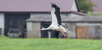 Zaginął bocian Kajtek. Zamiast ptaka, jest wysoki rachunek