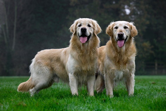 Miejsce 4: Golden retriever