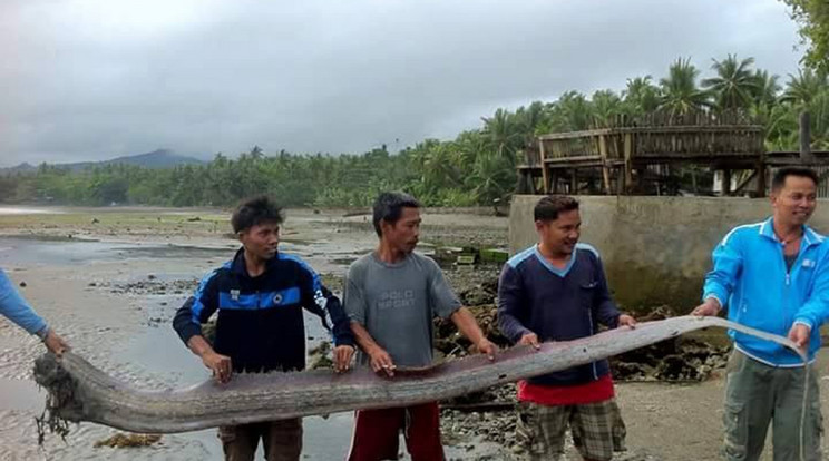 A helyi lakosok szerint a „tengeri kígyók” tetemeinek 
megjelenését erős földrengések, katasztrófák követik/Fotó:Facebook