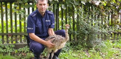 Polscy policjanci uratowali... pisklęta strusia!