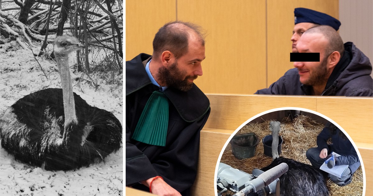 Zakatował strusia Zenka dla filmu na TikToku? Oprawca śmieje się przed sądem