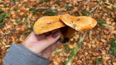 Leśniczy zaprasza na rydze w Bieszczady