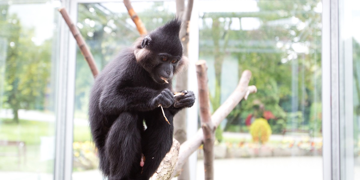 małpa Filip w zoo chorzowskim 