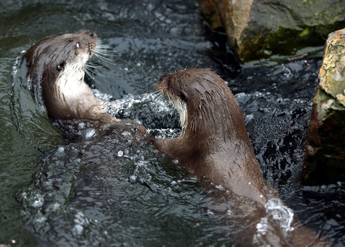Wiosna w warszawskim ZOO