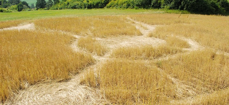 Oto rozwiązanie zagadki tajemniczych kręgów w Afryce